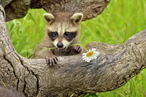 Curiosity Prints: Raccoon (Procyon lotor) Baby exploring old stump