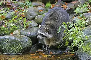 Body Of Water Prints: Raccoon (Procyon lotor), invasive species native to North America