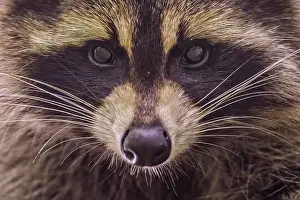 Raccoon (Procyon lotor) in Muskoka near Parry Sound, Ontario, Canada