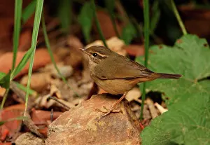 Tropical Prints: Radde's Warbler (Phylloscopus schwarzi) adult