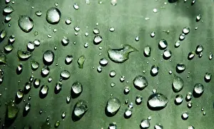 Raindrop Prints: rain drops on a leaf, Arenal, Costa Rica, Central America