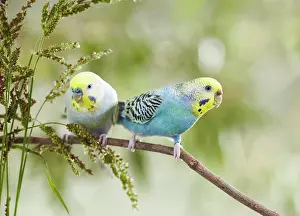 Aves Prints: Rainbow Budgerigar, Budgie (Melopsittacus undulatus)