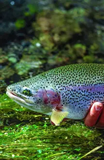 Body Part Prints: Rainbow Trout, Oncorhynchus mykiss, Spring Creeks
