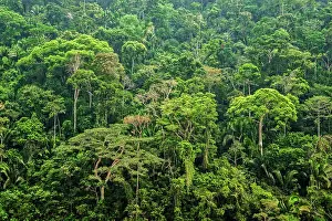 Rainforest canopy in the Cordillera Escalera of the Amazon Rainforest near Chazuta, Peru