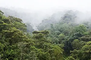 Rainforests Prints: Rainforest covered with fog