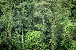 Ecotourism Prints: Rainforest, Selva Verde, Costa Rica
