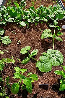 Hobbies Prints: Raised bed orchard urban garden with several vegetables