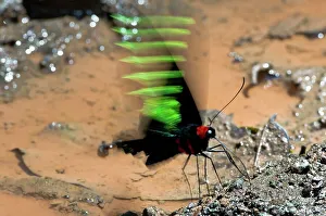 Island Of Borneo Prints: Rajah Brooke's Birdwing (Trogonoptera brookiana) drinking from edge of rainforest puddle