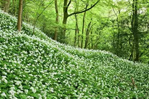 Wildflowers Prints: Ramsons (Allium ursinum) flowering mass