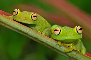 Rainforests Prints: Rana Granosa Or Tree Frog (Hypsiboas Cinerascens)