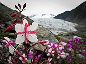 Juneau Prints: Rare albino dwarf fireweed with the Mendenhall Glacier in the background nearJuneau