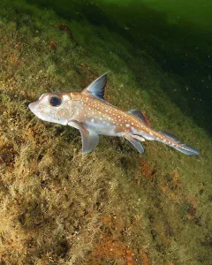 Marine Biology Prints: A ratfish (Hydrolagus colliei), Foggy Bay, Inside Passage, southeastern Alaska