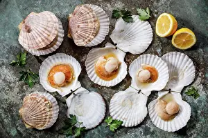 Seafood Prints: Raw uncooked Scallops in cockleshell and lemon and leaf vegetable on gray background