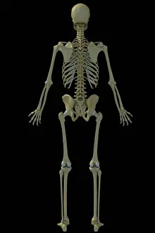 Spine Prints: Rear full body view of the male human skeleton