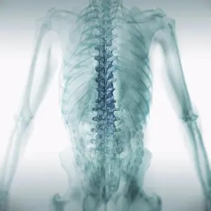 Spine Prints: Rear view of the anatomy of the back with transparent skin revealing the internal anatomy