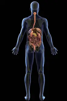 Anatomy Prints: Rear view of the full body with the digestive system and skeleton