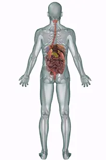 Anatomy Prints: Rear view of the full body with the digestive system and skeleton