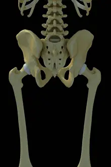 Anatomy Prints: Rear view of the bones of the upper legs and pelvis