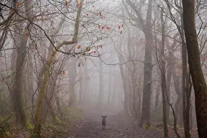 Weather Prints: Rear view of dog running along misty forest path in winter