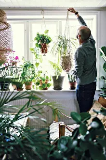Sowing Prints: Rear view of male environmentalist hanging potted plant on window in room at home