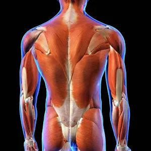 Limb Prints: Rear View of Male back muscles anatomy in blue X-Ray outline