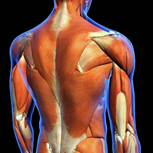 X Ray Prints: Rear View of Male upper back muscles anatomy in blue X-Ray outline
