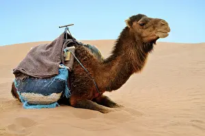 Caravan Prints: Reasting camel Brown camel ready for a ride in a Sahara desert sands Copyright: xZoonar