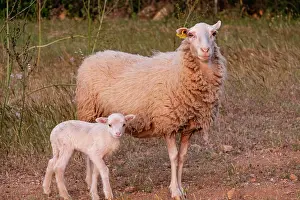 2020 Prints: recent lamb recent lamb, Sa Canova
