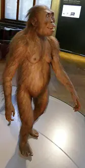 Extinct Prints: Reconstruction of an Australopithecus Afarensis (Southern ape from Afar)