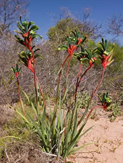 Australasia Prints: Red-and-green Kangaroo Paw (Anigozanthos manglesii) flowering