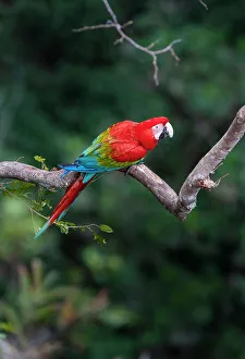 Perch Prints: Red-and-Green Macaw or Green-winged Macaw (Ara chloropterus) (Family Psittacidae) in deciduous forest