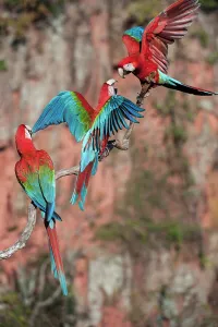 Buraco Das Araras Prints: Red-and-Green Macaws or Green-winged Macaws (Ara chloropterus) (Family Psittacidae)
