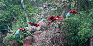 Buraco Das Araras Prints: Red-and-Green Macaws or Green-winged Macaws (Ara chloropterus) (Family Psittacidae) in flight over forest canopy
