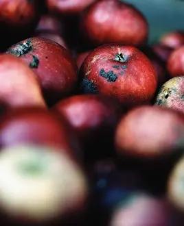 Red Colour Prints: Red apples