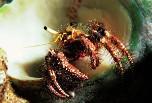 Seas Prints: Red Banded Hermit Crab Rangiroa Tuamotu Polynesia