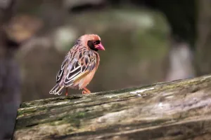 Bill Prints: Red-billed Quelea (Quelea quelea)