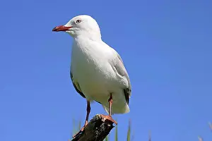 Seabirds Prints: Red billed Seagull North Island New Zealand