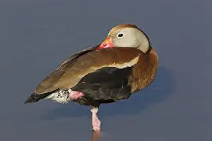 Parks Prints: Red-billed Whistling-duck (Dendrocygna autumnalis) adult
