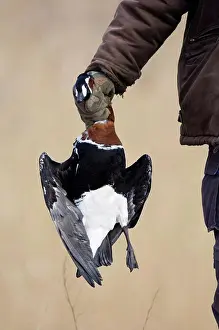 Victim Prints: Red-breasted Goose (Branta ruficollis) dead adult