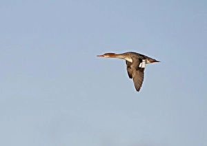 Wildfowl Prints: Red-breasted Merganser (Mergus serrator) adult female