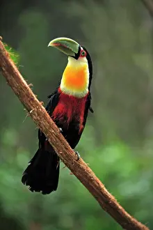 Brazil Prints: Red-Breasted Toucan, (Ramphastos dicolorus), Pantanal, Brazil, adult, on tree, perch