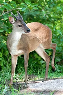 Focusing Prints: Red brocket deer Mazama americana, Pantanal wetlands, Southwestern Brazil, South Amercia