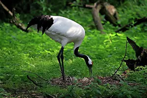 Adult Animal Prints: Red-crowned crane (Grus japonensis), adult, at nest, with clutch, captive, China, Asia