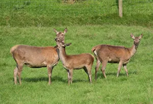 Deer Prints: Red Deer at the Bowland Wild Boar Park, Chipping, Preston, Lancashire