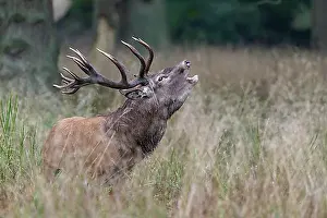 Adult Male Prints: Red Deer (Cervus elaphus), bugling stag in rut, Copenhagen, Denmark, Europe