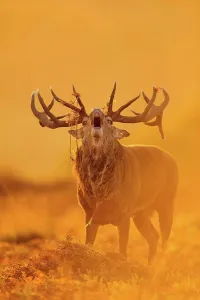 Call Prints: Red Deer (Cervus elaphus) mature stag