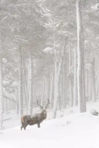 Snowing Prints: Red Deer (Cervus elaphus) stag