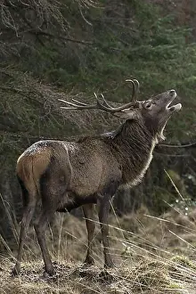 Adult Male Prints: Red deer (Cervus elaphus) stag