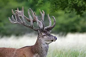 Looks Into The Camera Prints: Red deer (Cervus elaphus) stag with antlers covered in velvet in summer, Denmark, Europe