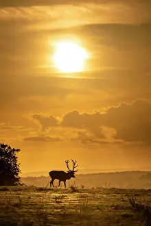 Animal Prints: Red deer (Cervus elaphus) stag at sunset, Enggland